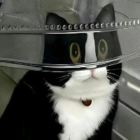 猫小吉真是可爱